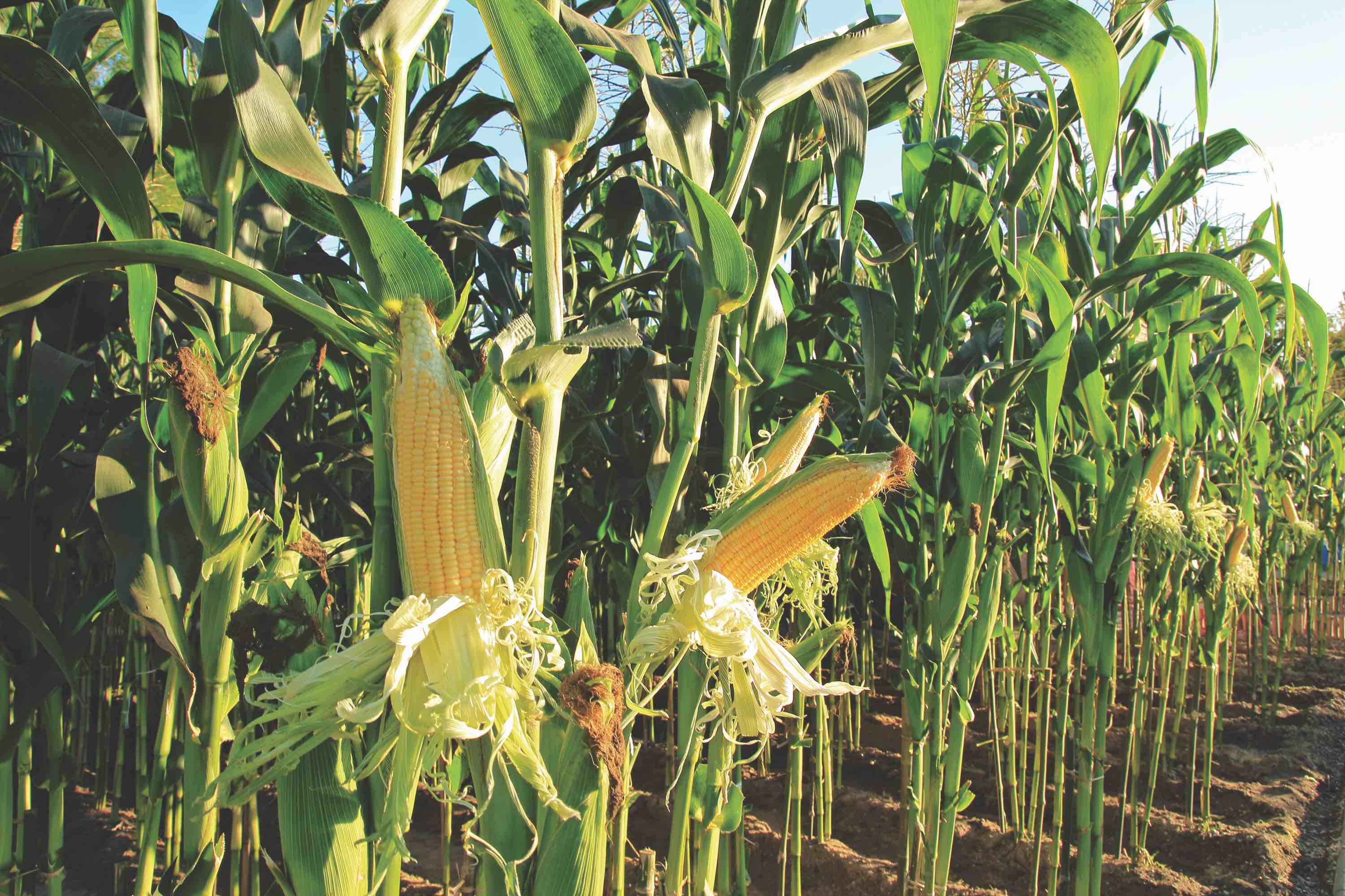 corn field, corn on the cob - Lakeside Foods Lakeside Foods