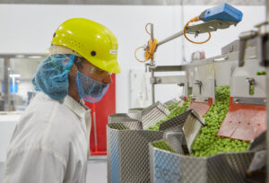 production employee observing green bean canning
