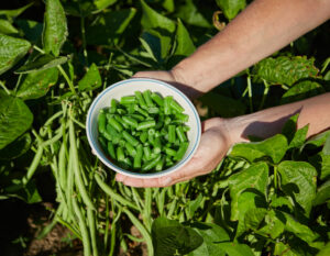 hands holding cut green beans in a bowl in a green bean field